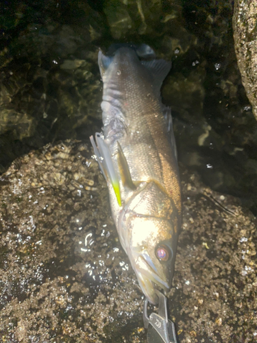 スズキの釣果