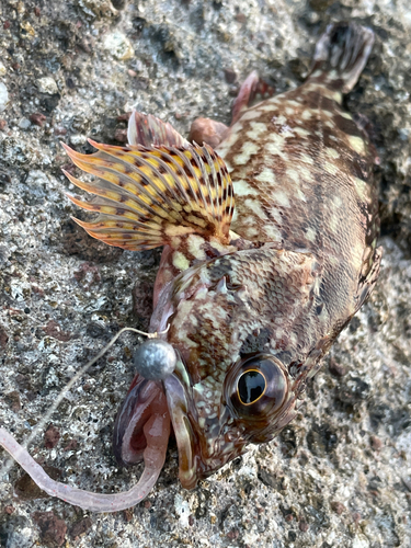 カサゴの釣果