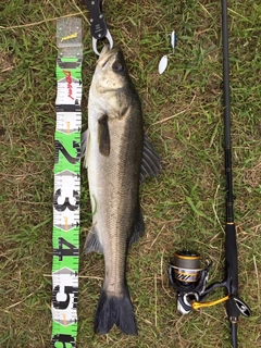 フッコ（マルスズキ）の釣果