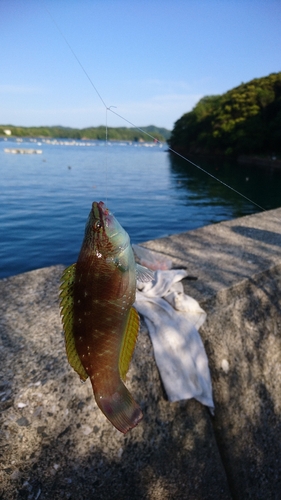 イソベラの釣果