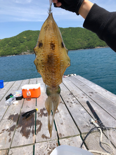 アオリイカの釣果