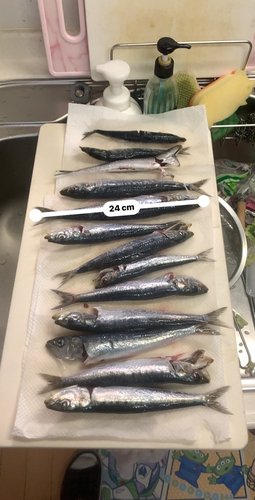 ウルメイワシの釣果