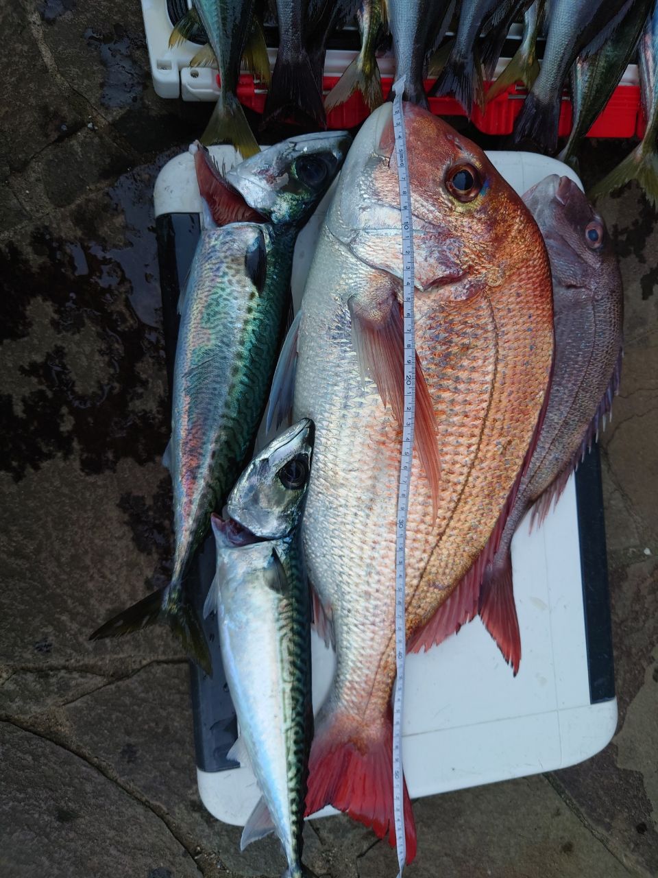 釣り好きの　ひろさんの釣果 3枚目の画像