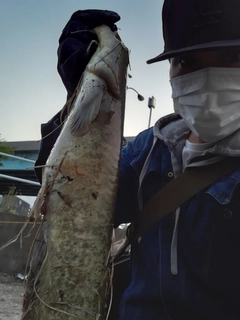 ナマズの釣果