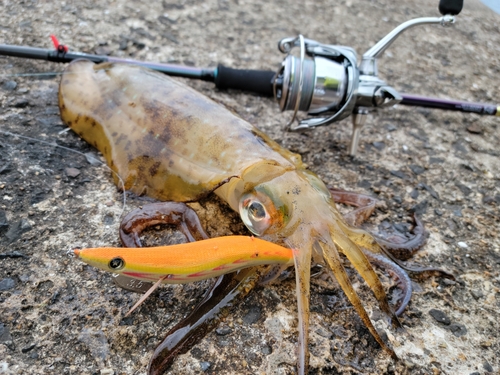 アオリイカの釣果