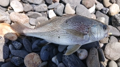 イシモチの釣果