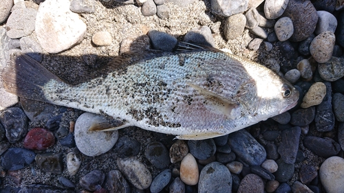 イシモチの釣果