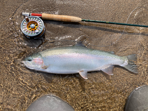 ニジマスの釣果