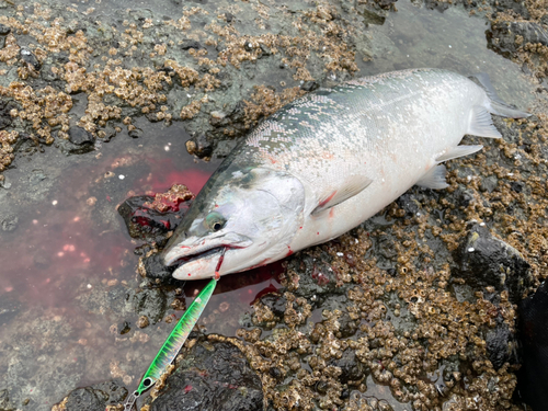 サクラマスの釣果