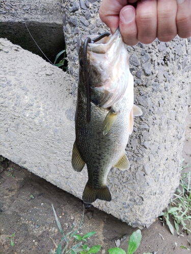 ラージマウスバスの釣果