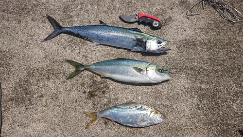 サゴシの釣果