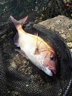 タイの釣果