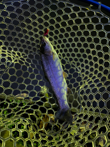 レインボートラウトの釣果