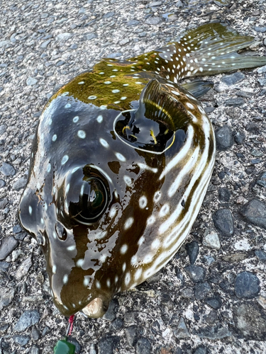 サザナミフグの釣果