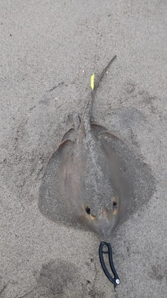 アカエイの釣果