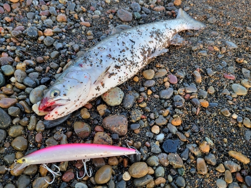 アメマスの釣果