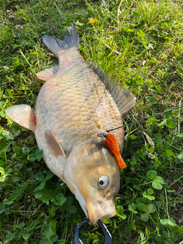 ヘラブナの釣果