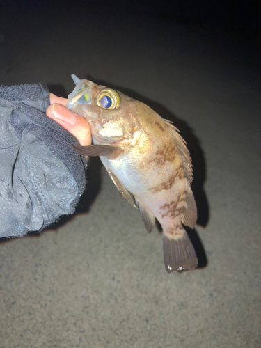 メバルの釣果