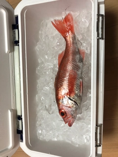 アカムツの釣果