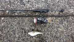 クサフグの釣果