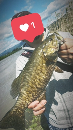 スモールマウスバスの釣果