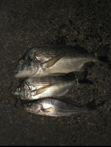 クロダイの釣果