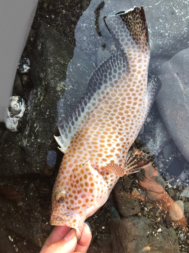 オオモンハタの釣果