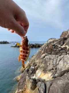 アカハタの釣果