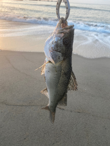 セイゴ（マルスズキ）の釣果