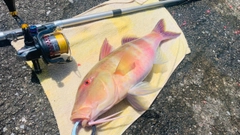 オジサンの釣果