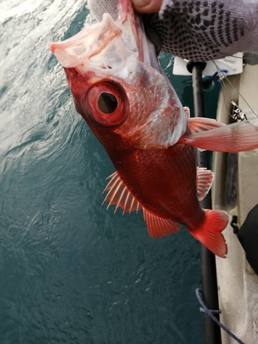 アカムツの釣果