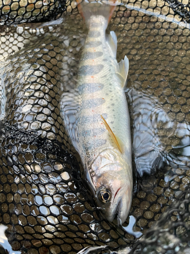 アマゴの釣果