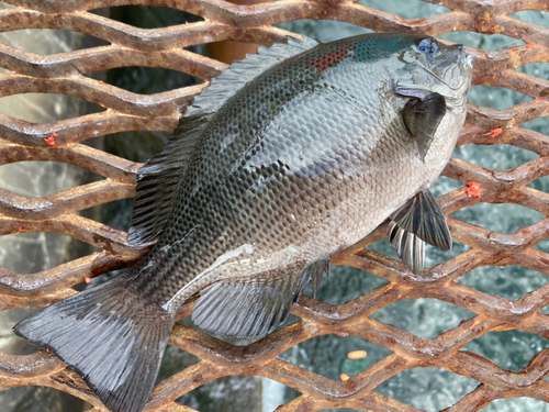 メジナの釣果