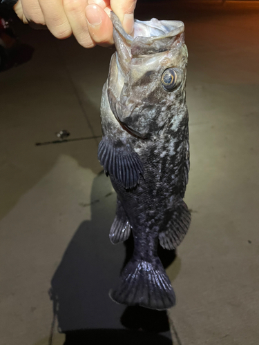 クロソイの釣果