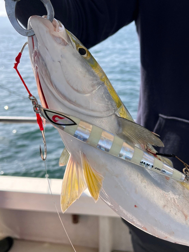 ハマチの釣果