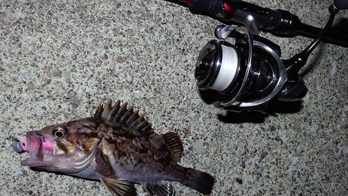 クロソイの釣果