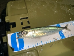 サバの釣果