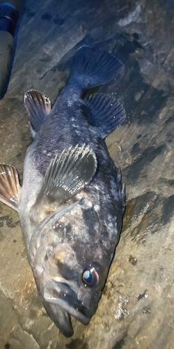 クロソイの釣果