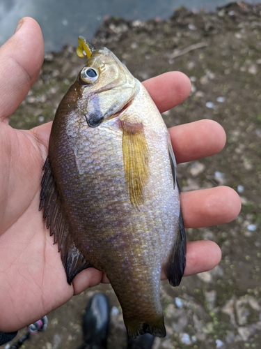 ブルーギルの釣果