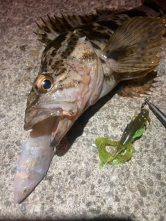 タケノコメバルの釣果