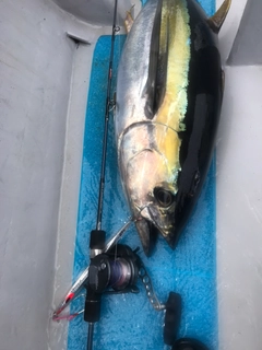 キハダマグロの釣果