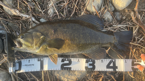 スモールマウスバスの釣果