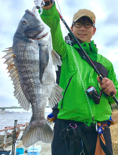 チヌの釣果