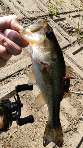 ブラックバスの釣果