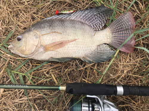 ナイルティラピアの釣果