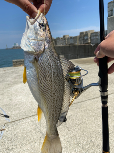 イシモチの釣果