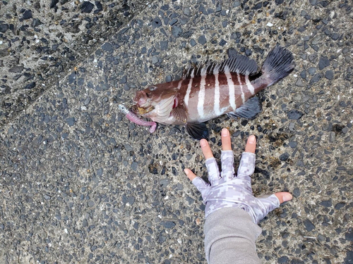 マハタの釣果