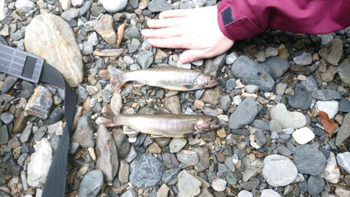 イワナの釣果