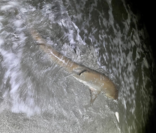 サメの釣果