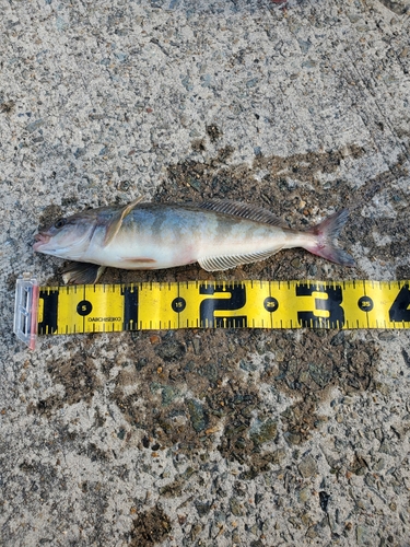 ホッケの釣果